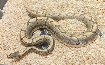 Adult Python Regius