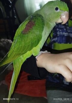 Ochočený Alexander velký