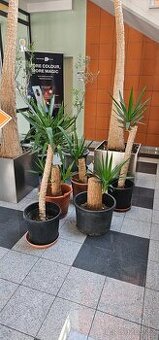 Prodám větší pokojové rostliny - juka (více kusů)