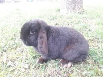 Zakrslý beránek, samec