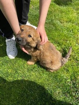 Zlatý retrívr X neznámý