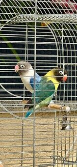 Agapornis