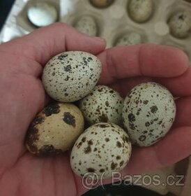 Křepelčí vajíčka z Jižních Čech