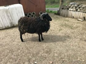 Quessandské ovce - 1