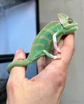 Chameleon jemenský
