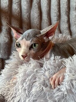 Kanadský sphynx - 1