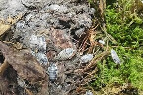 Porcellio laevis dairy cow-STINKY
