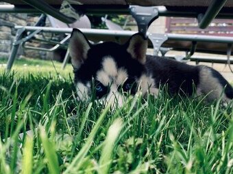 Sibiřský husky