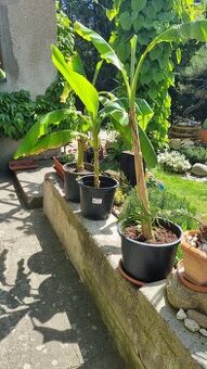 BANANOVNIK