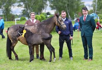 Pony ,WPBR, hříbě