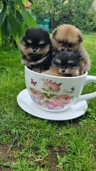 Německý špic trpasličí/Pomeranian 3 kluci