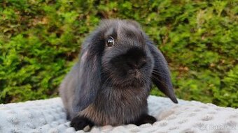 Zakrslý beránek, králíček, králík - PEGAS