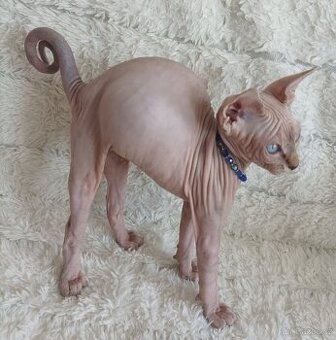 Kanadský sphynx