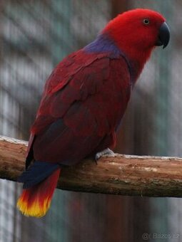 Eklektus různobarvý (Eclectus roratus) - 1