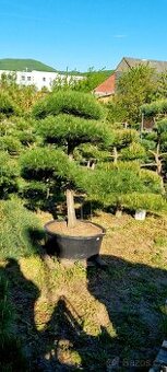 Tvarované borovice přímo od pěstitele. Velké bonsaje