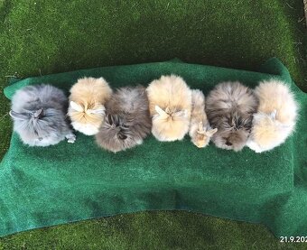 Teddy králíčci nový vrh 211