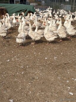 Svatomartinské husy