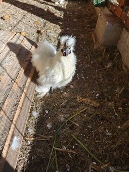 Kohoutek Hedvábničky