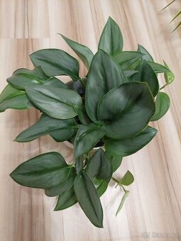 Scindapsus treubii  moonlight