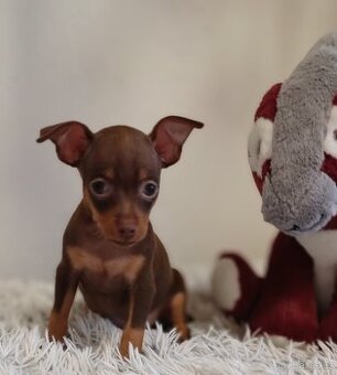 Pražský krysařík s PP