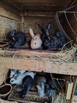 Králíci - odstávčata