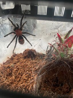 Prodám sklípkana Davus pentaloris+ vybavené terárium