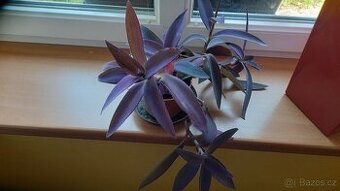 Pokojovka- fialová voděnka