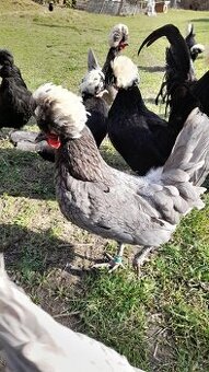 Násadová vejce velkých holanďanek