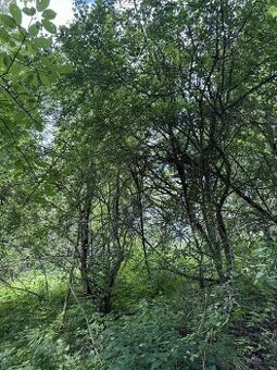 Prodej pozemků v k.ú. Labutice