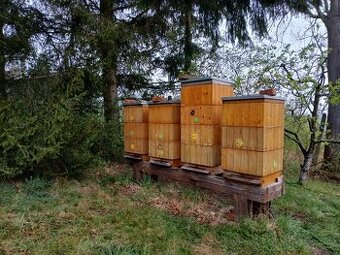 Prodám včely -  vyzimovaná včelstva