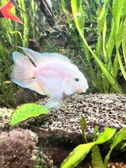 Cichlida papousci - 1