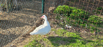 Daruji kačera