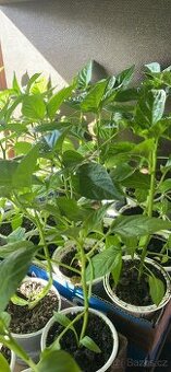 Habanero, Kajensky pepř sazenice - 1