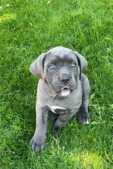 Cane Corso s PP