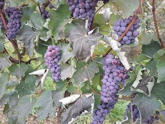 prodám hrozny Souvignier Gris