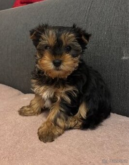 Jorkširsky teriér yorkširsky teriér York