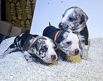 Louisianský leopardí pes s PP