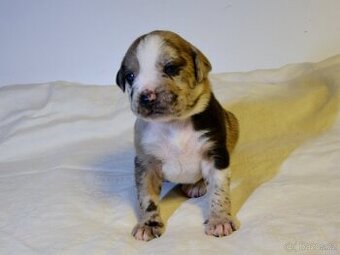 Louisianský leopardí pes s PP - 1