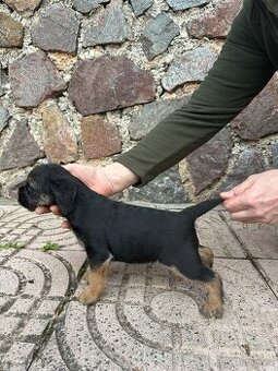 Pejsek border teriéra