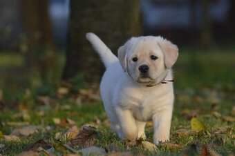 🐾 Labradorský retrívr s PP – štěňátka k odběru ihned 🐾