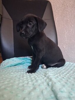 Štěňátka kříženci stardšírský bullteriér