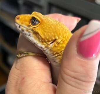 Gekončík noční Adult samec Green Tangerine