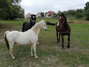 ČESKÝ SPORTOVNÍ PONY