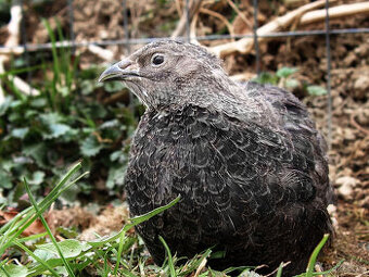 Anglická Černá křepelka - Vejce do líhně - SUPER KRÁSNÁ
