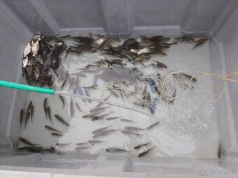 Nástražní rybičky