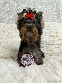 jorkšírský teriér s pp fci