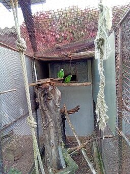 Amazoňan natereri - 1