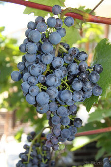 Víceleté sazenice vinné révy