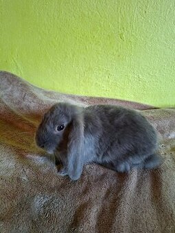 Zakrsly beran, zakrsly kralik