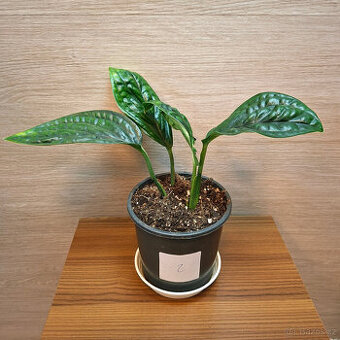 Monstera Karstenianum Peru